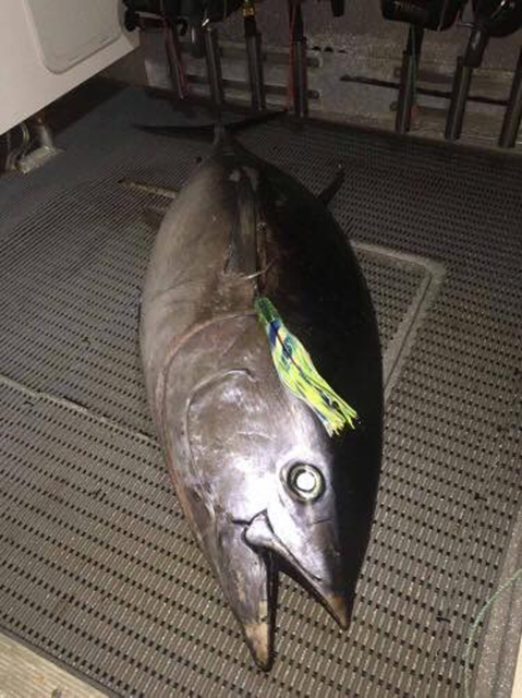 ANGLER: Brad Portelli  SPECIES: Southern Bluefin Tuna WEIGHT: 110kg LURE: JB Lures Dingo.
